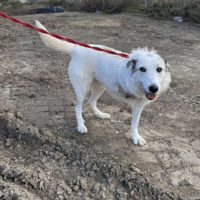 Elena, female dog to adopt
