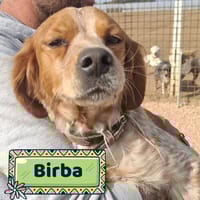 Birba, cane femmina da adottare