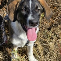 Gruia, chien à adopter