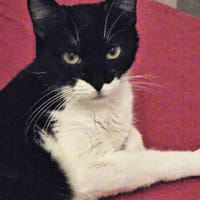 ABBY, chatte à adopter