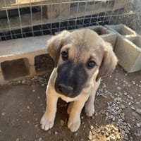 whiskey, chien à adopter