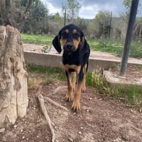 lalo, chien à adopter