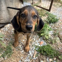 thais, chienne à adopter