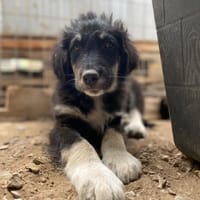 nero, chien à adopter