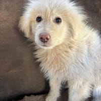 shiro, chien à adopter