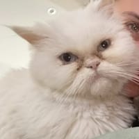 Leiya, chatte à adopter