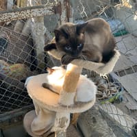 BLUK, chat à adopter