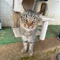 TONI, chat à adopter