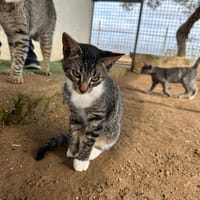 YUMI, chatte à adopter