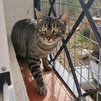 RAYA, chatte à adopter