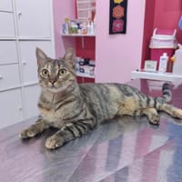 MISU, chat à adopter