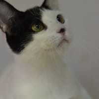 FABRIZIO, chat à adopter