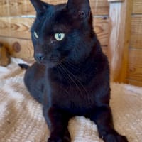 BLACKY, chat à adopter