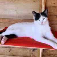 ALEX, chat à adopter