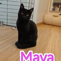 Maya, chatte à adopter