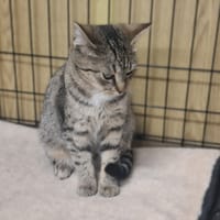 Małgosia, kotka do adopcji