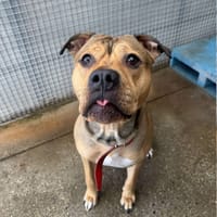 Rubi, suczka do adopcji