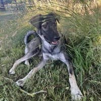 Junghund MORITZ sucht seine Menschen!, Hund zur Adoption