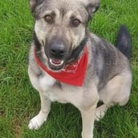 THALIA, freundlich, lieb, ruhig, Hündin zur Adoption