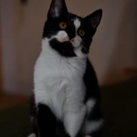 Katzenkind RONJA sucht ihr Zuhause!, Katze zur Adoption