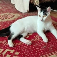 Finn Intelligenter Einzelprinz, Kater zur Adoption