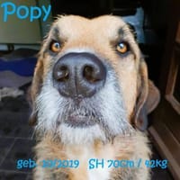 Popy: drahtiger Hundemann sucht ..., Hund zur Adoption