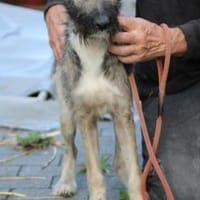 Melody - goldige Junghündin, Hündin zur Adoption