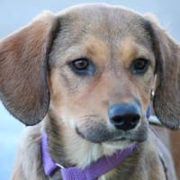 Peaches unser Herzenshund..., Hündin zur Adoption