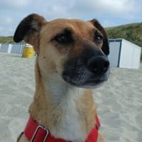 Monita ist so lieb und süß!, Hündin zur Adoption