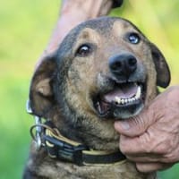 Cuno - dringend Zuhause gesucht!!❤❤❤, Hund zur Adoption