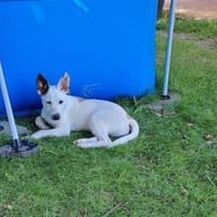 Wer schenkt Trick ein Zuhause?, Hund zur Adoption