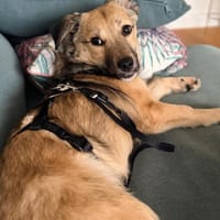 kleine Cleo, 30cm, 6kg sucht Zuhause, Hündin zur Adoption