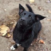 Zauberhafte, liebe Heyhey, Hündin zur Adoption