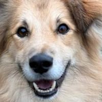 Toppi sucht sein Für-Immer-Zuhause, Hund zur Adoption