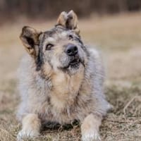 Zeigst du Esma wie toll das Leben ist?, Hündin zur Adoption