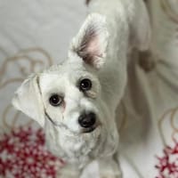 💕Ella💕 sucht ihre Familie🐾❤🐾, Hündin zur Adoption