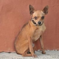 CAREL, Hund zur Adoption