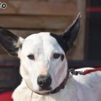 PAQUITO, Hund zur Adoption