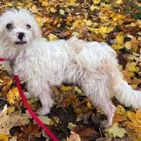 Rosa - verschmust und kinderlieb, Hündin zur Adoption