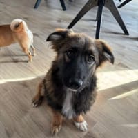 🌸 Felix  kleiner Corgi-Schäferhund-Mix, Hund zur Adoption