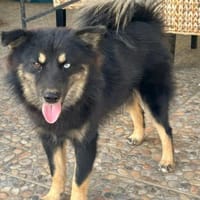 TAIS- KLEINE SEELE,GROSSES HERZ, Hündin zur Adoption