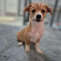 kleine Juna sucht grosses Glück, Hündin zur Adoption