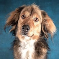 Bernie - möchte endlich ankommen, Hund zur Adoption