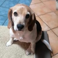 Abby - sanfte Hundedame sucht Zuhause, Hündin zur Adoption