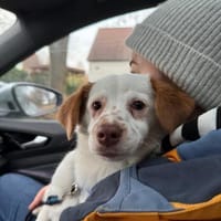 Wirbelwind Foxy, 38cm, 6kg sucht Heim, Hündin zur Adoption