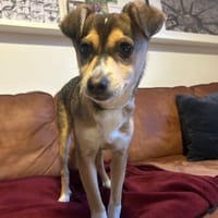 🌞 Felix  kleiner Sonnenschein, Hund zur Adoption