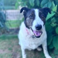 Cersei sucht Familienanschluss, Hündin zur Adoption