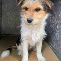 Socke wartet auf PS südlich von HH!, Hund zur Adoption