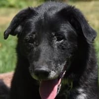 FUTZ, Hund zur Adoption