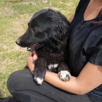 Maja 46 cm (Pflegestelle), Hündin zur Adoption